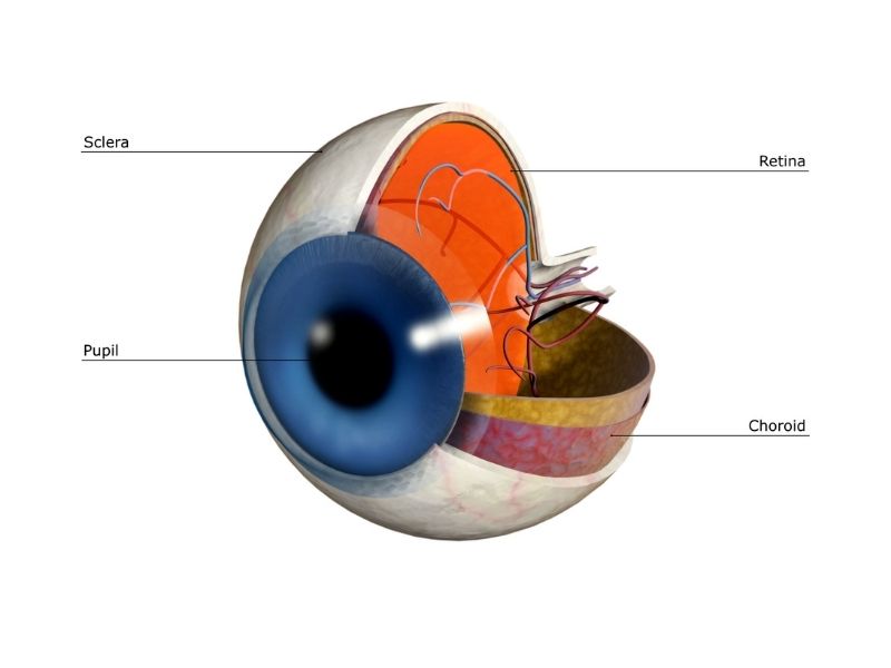 Retina Dekolmanı Belirtileri Nelerdir?