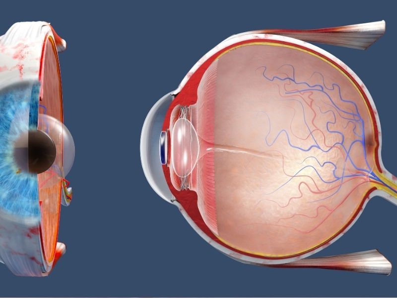 retina-ven-tikanikligi-nedenleri